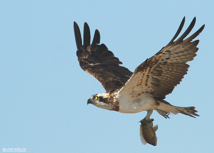 Osprey  Pandion haliaetus .Beit Shean valley,December 2010 Lior Kislev